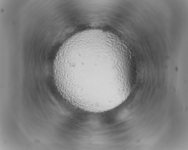 X0000088840272200707051455