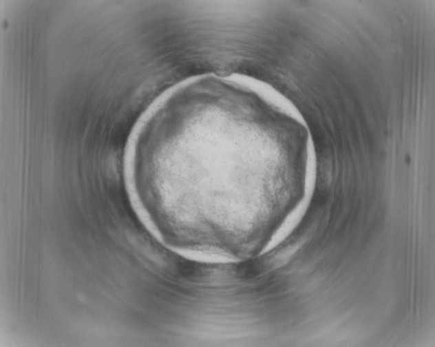 X0000088840286200707051455