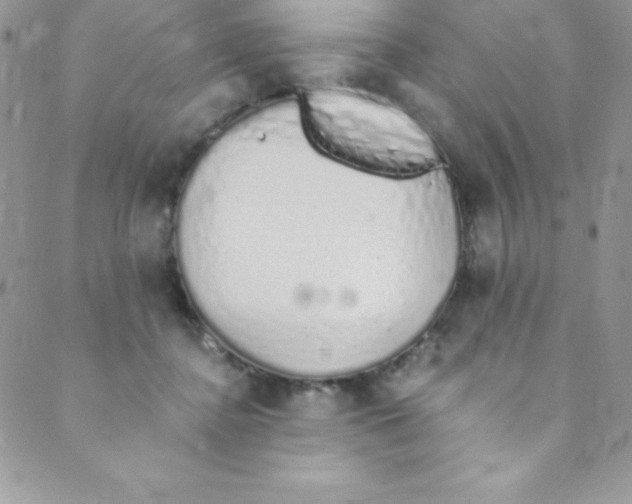 X0000088840364200707051453