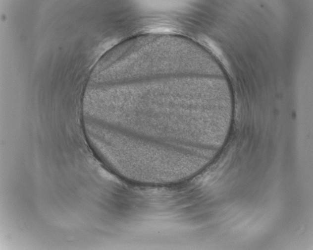 X0000088840385200707051453