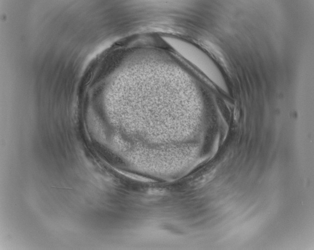 X0000088840388200707051453