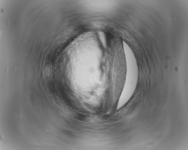 X0000088840425200707051452