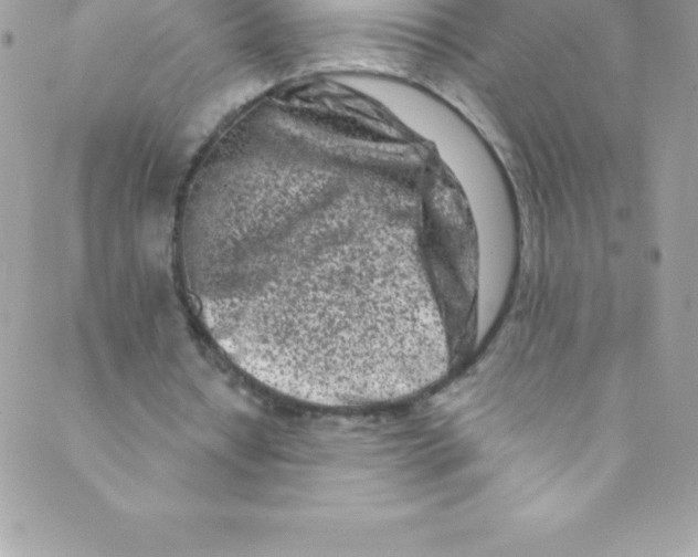 X0000088840434200707051451