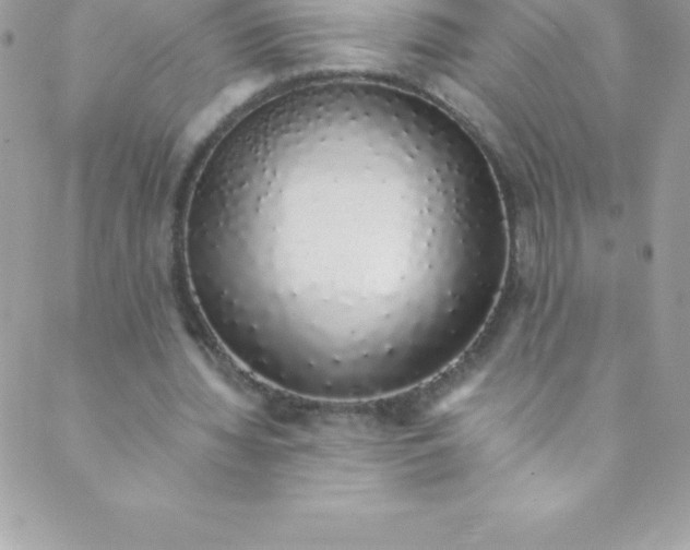 X0000088840436200707051451