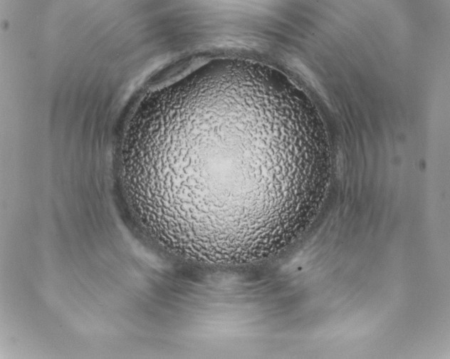 X0000088840444200707051451