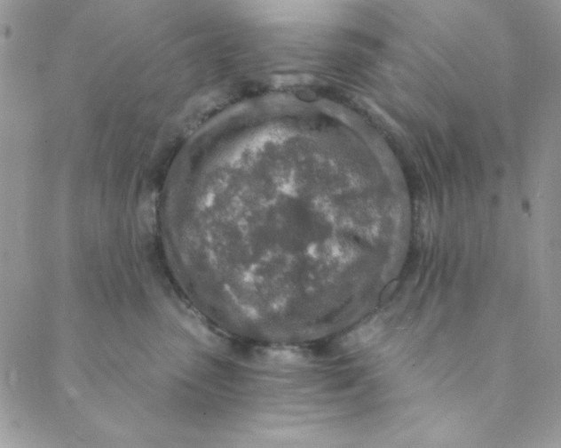 X0000088840475200707051452