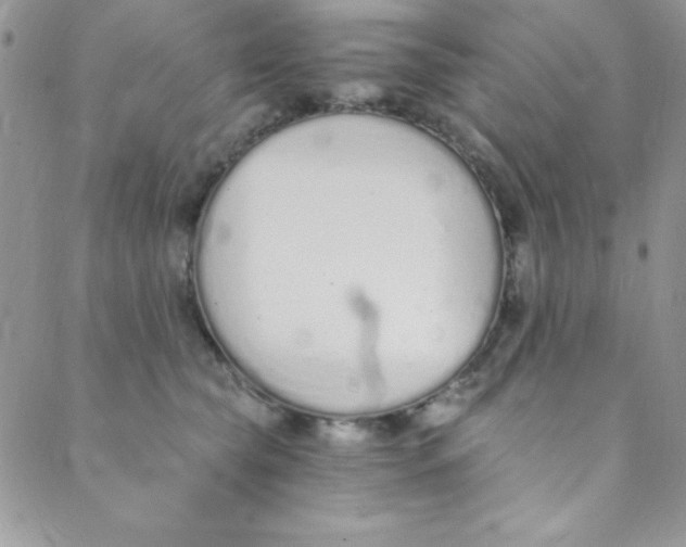 X0000088840565200707051450