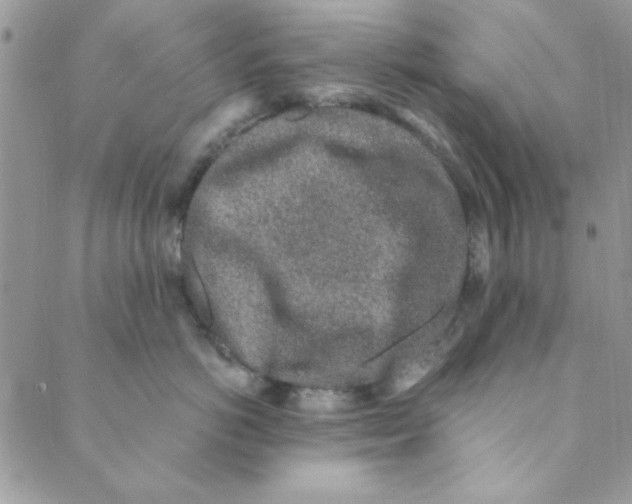 X0000088840766200707051447