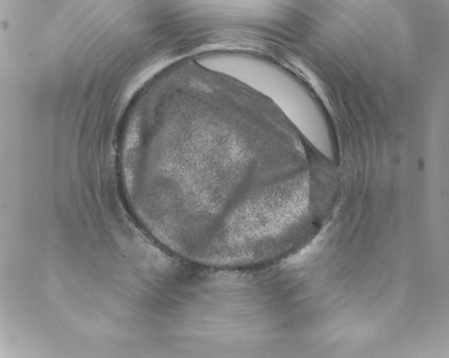 X0000088840779200707051446