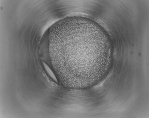 X0000088840877200707051445