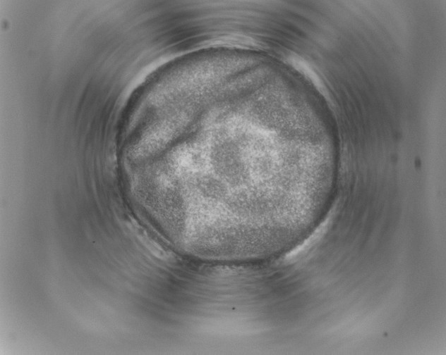 X0000088840923200707051444