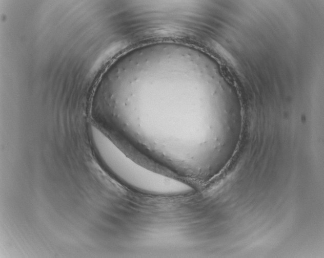 X0000088840930200707051444