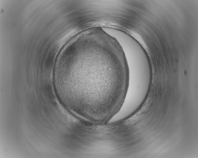 X0000088840946200707051444