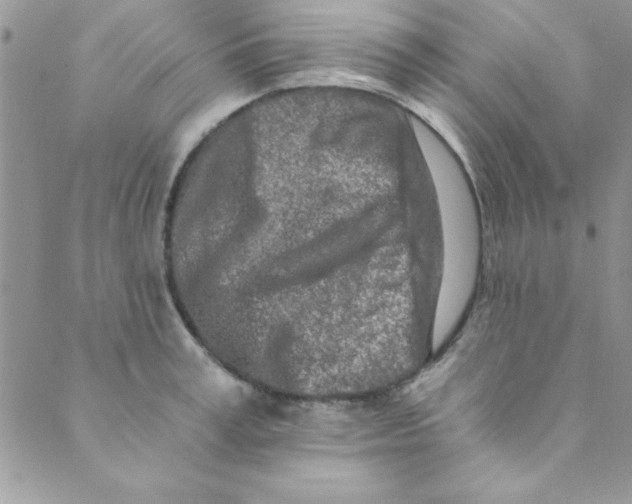 X0000088840995200707051443