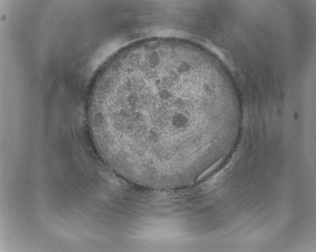 X0000088841263200707051439