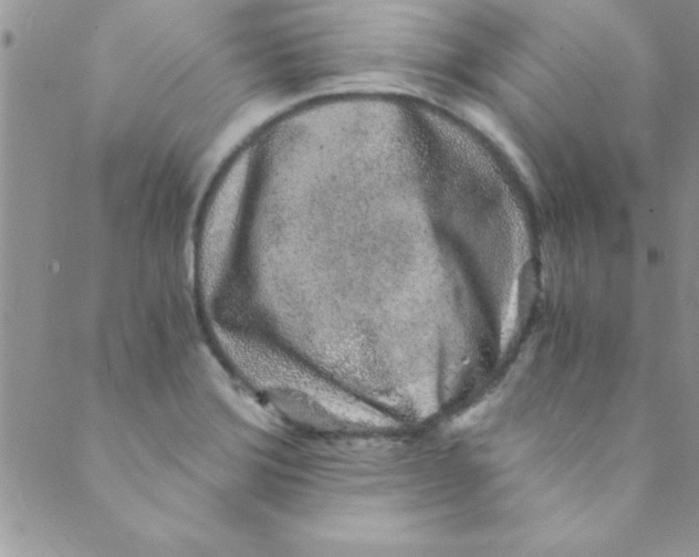 X0000088841372200707051437