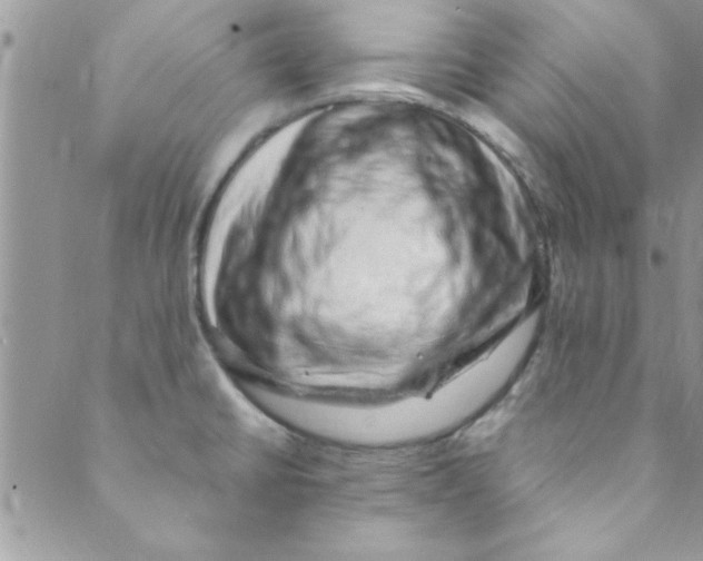 X0000088841430200707051436