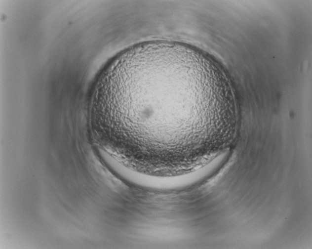 X0000088841506200707051434