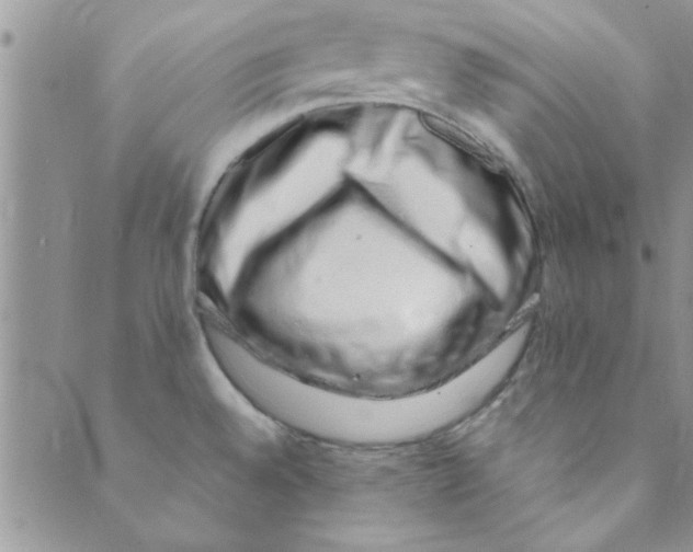 X0000088841528200707051435