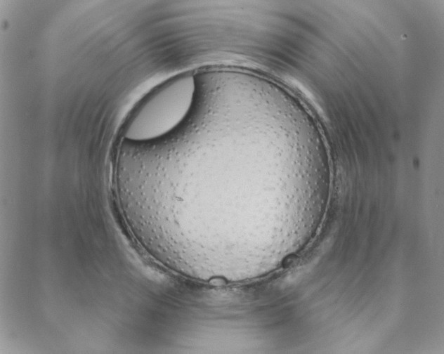 X0000088851125200706080719