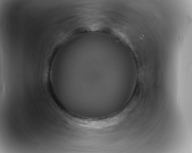 X0000088850018200706081143