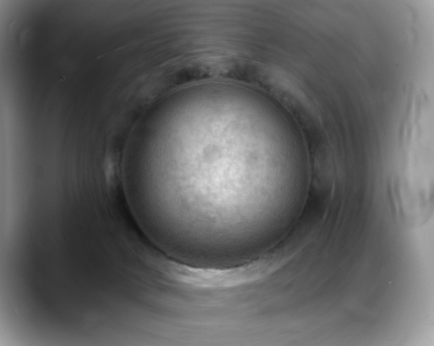 X0000088850034200706081143