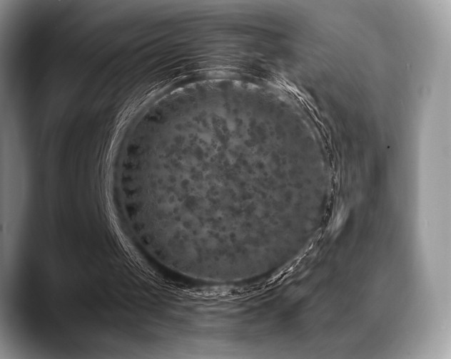 X0000088850049200706081142