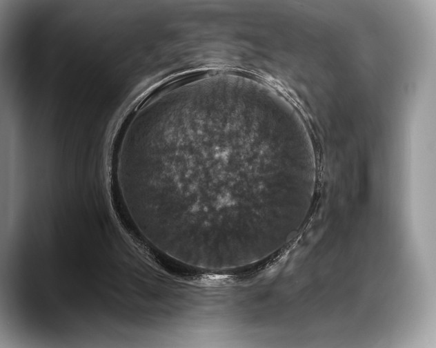 X0000088850055200706081142