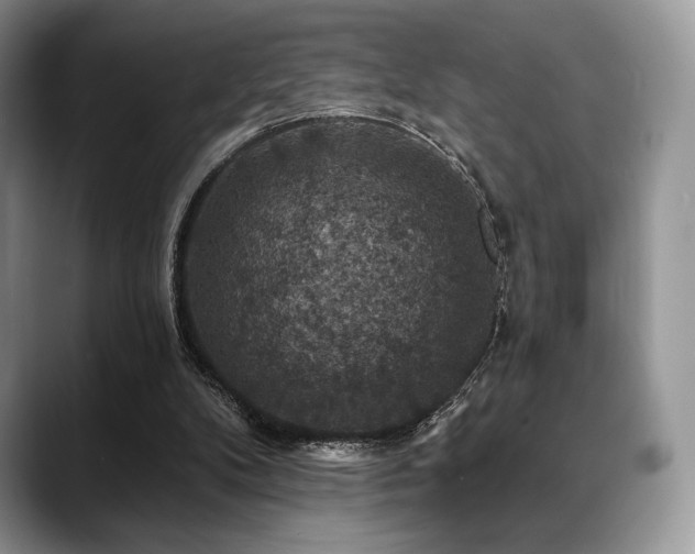 X0000088850104200706081142
