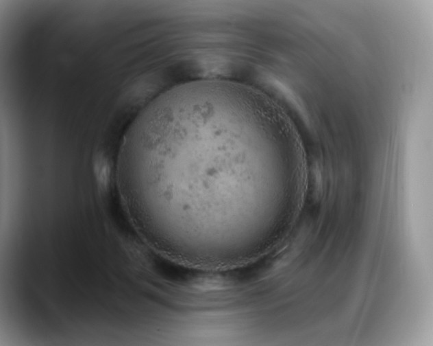 X0000088850123200706081141