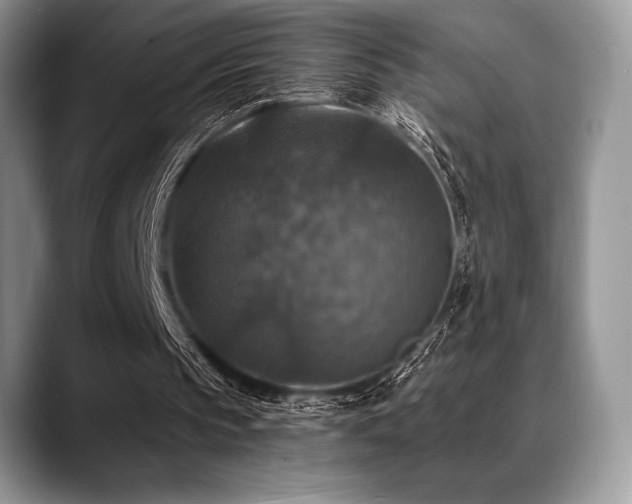 X0000088850145200706081141
