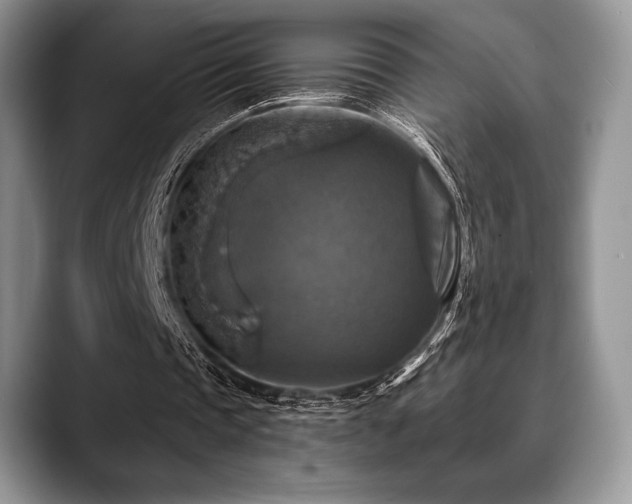 X0000088850337200706081138