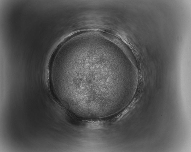 X0000088850342200706081139