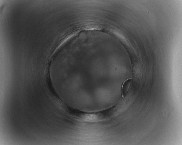 X0000088850361200706081139