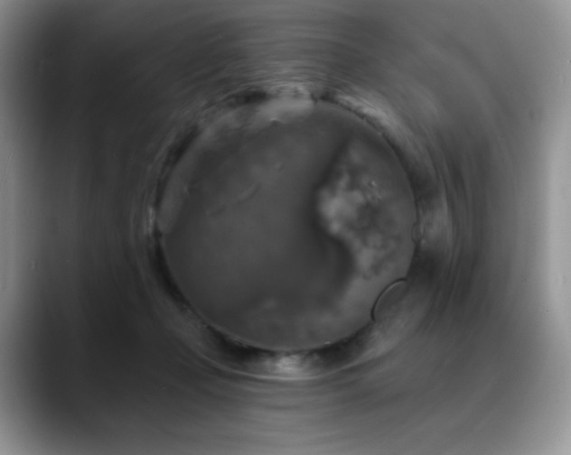 X0000088850365200706081139