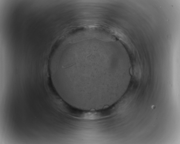 X0000088850461200706081138