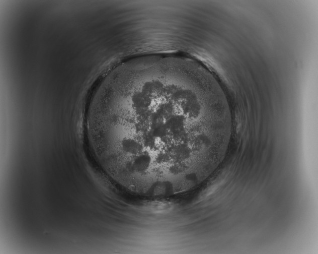 X0000088850542200706081136