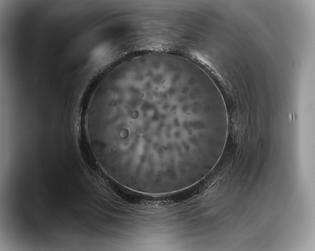 X0000088850679200706081135
