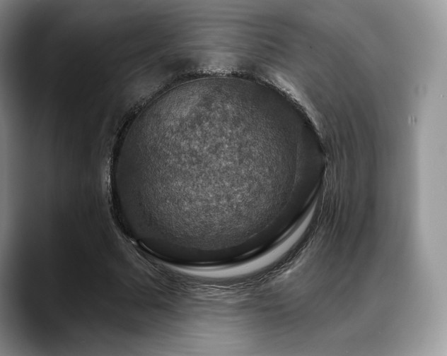 X0000088850681200706081135