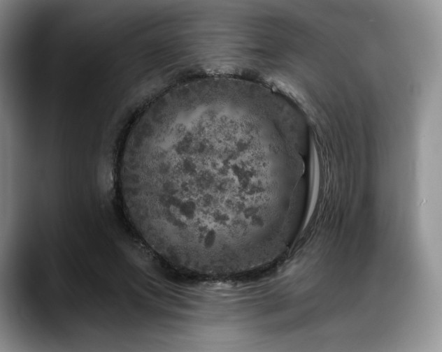 X0000088850687200706081135