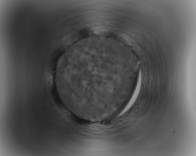 X0000088850703200706081135