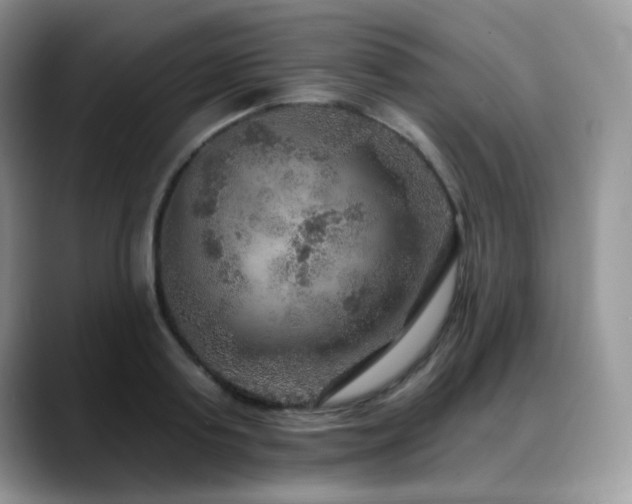 X0000088850795200706081134