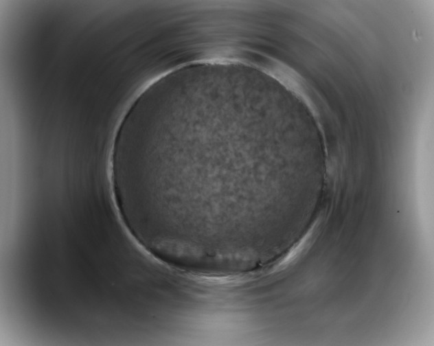 X0000088850855200706081133