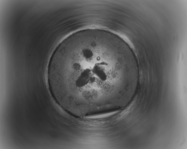 X0000088850895200706081133