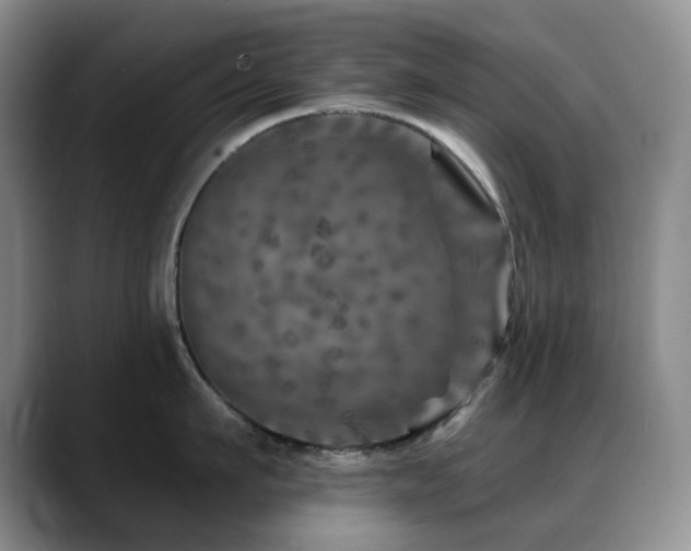 X0000088850911200706081132