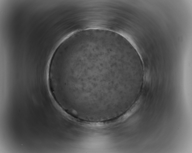 X0000088850957200706081132