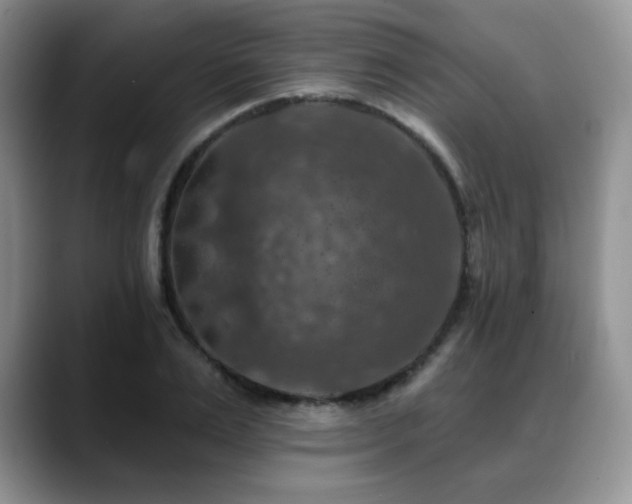 X0000088850983200706081131