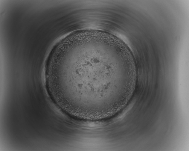 X0000088850987200706081131