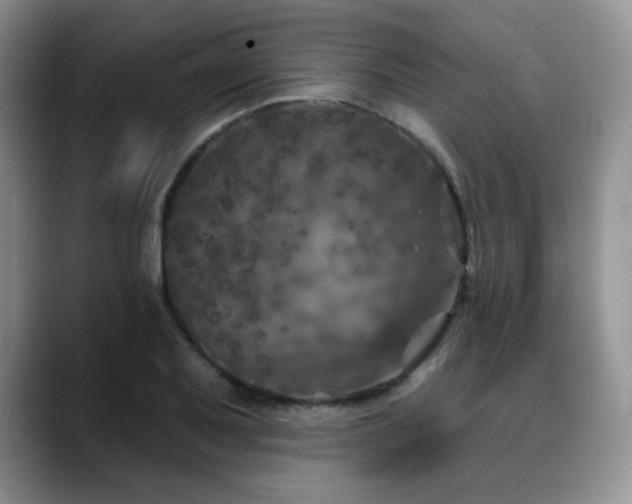 X0000088851079200706081130