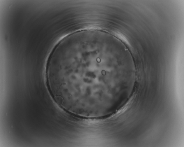 X0000088851087200706081130